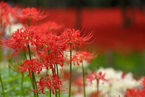 彼岸花日文|曼珠沙華(彼岸花)の咲く時期や別名！花言葉や俳句の。